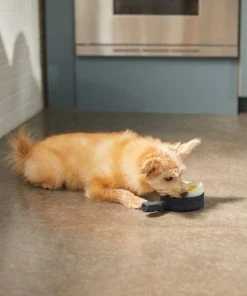 Frisco Brunch Breakfast Skillet Latex Squeaky Dog Toy, 2 count 7 Frisco Brunch Breakfast Skillet Latex Squeaky Dog Toy, 2 count -PetNest Shop 297264 PT2. SY630 V1642088320