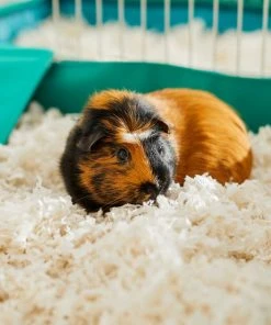 Frisco Corner Litter Box, Navy, X-Small + Small Animal Bedding, White -PetNest Shop 301918 PT8. SY630 V1644966090