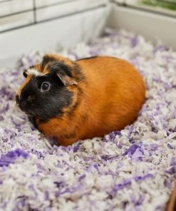 Frisco High Sided Litter Box + Small Animal Bedding, Lavender -PetNest Shop 301932 PT7. SY630 V1644977520