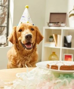 Frisco Birthday Bandana + Confetti Dog & Cat Hat -PetNest Shop 302368 PT6. SY630 V1633067498