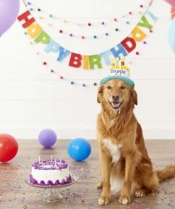 Frisco Birthday Cake Hat, Medium/Large + Dog & Cat T-Shirt, Blue -PetNest Shop 302376 PT3. SY630 V1623034048