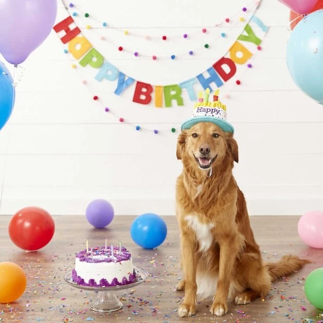 Frisco Birthday Cake Hat, Medium/Large + Dog & Cat T-Shirt, Pink 6 Frisco Birthday Cake Hat, Medium/Large + Dog & Cat T-Shirt, Pink - Image 4