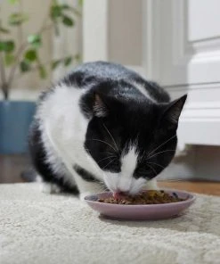 Frisco Paris Non-skid Ceramic Dish, 0.50 Cup + Cat Dish, 1.50 Cup -PetNest Shop 302490 PT4. SY630 V1623074555