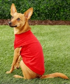 Frisco Basic T-Shirt, Red + Dog & Cat Hoodie, Red -PetNest Shop 302662 PT6. SY630 V1633123628