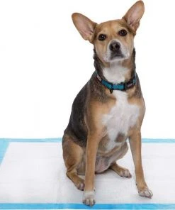 Frisco Heavy Duty Fold & Carry Double Door Collapsible Wire Crate & Mat Kit, + Extra Large Dog Training & Potty Pads, 28 x 34-in, 150 count, Unscented -PetNest Shop 303458 PT5. SY630 V1623166972