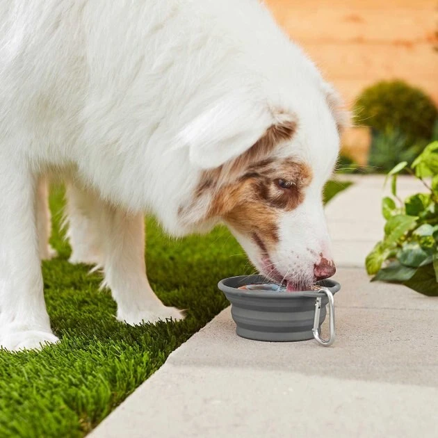 Frisco Silicone Collapsible Travel Bowl with Carabiner, Gray, 1.5 Cups + Pet Toy & Bowl Cleaning Wipes 7 Frisco Silicone Collapsible Travel Bowl with Carabiner, Gray, 1.5 Cups + Pet Toy & Bowl Cleaning Wipes - Image 5