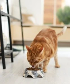 Frisco Animal Design Stainless Steel Dog & Cat Bowl 13 Frisco Animal Design Stainless Steel Dog & Cat Bowl -PetNest Shop 311959 PT3. SY630 V1642542458