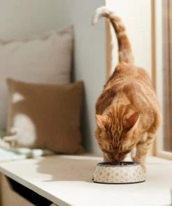 Frisco Circle Design Stainless Steel Dog & Cat Bowl -PetNest Shop 311967 PT3. SY630 V1642542535