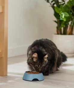 Frisco Coral Design Stainless Steel Dog & Cat Bowl, Teal -PetNest Shop 311971 PT3. SY630 V1642542516