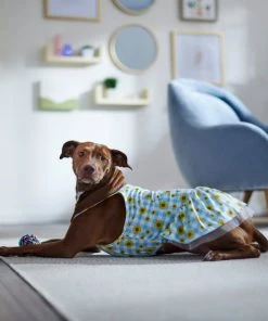 Frisco Sunflower Gingham Dog & Cat Dress -PetNest Shop 312120 PT8. SY630 V1644426245