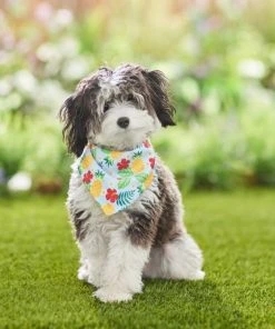 Frisco Hawaiian Pineapple Dog & Cat Bandana -PetNest Shop 312300 PT8. SY630 V1644883618