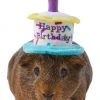 Frisco Happy Birthday Guinea Pig Hat -PetNest Shop 313132 MAIN. SY630 V1644431489