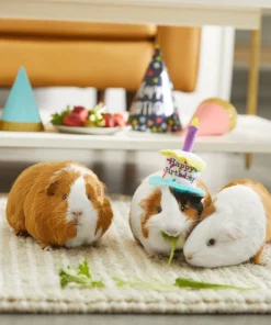 Frisco Happy Birthday Guinea Pig Hat -PetNest Shop 313132 PT8. SY630 V1644526064