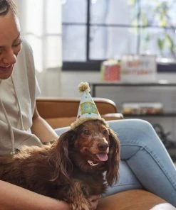 Frisco It's a Party Animal Dog & Cat Hat -PetNest Shop 315139 PT8. SY630 V1646435317