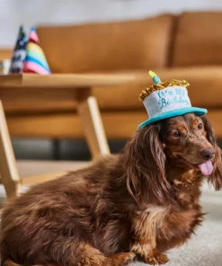 Frisco It's My Birthday Dog & Cat Hat 11 Frisco It's My Birthday Dog & Cat Hat -PetNest Shop 315142 PT8. SY630 V1646435635