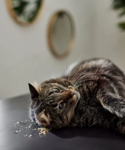 Frisco Natural Catnip -PetNest Shop 316067 PT3. SY630 V1634850389