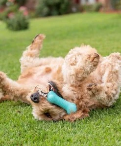 Frisco||Playology Frisco Fetch Squeaking Colorful Tennis Ball, 3-Pack + Playology All Natural Dual Layer Bone Dog Toy, Large, Peanut Butter Scented -PetNest Shop 319022 PT6. SY630 V1630561003