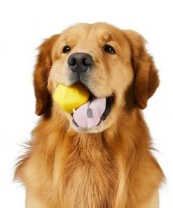 Frisco||Project Hive Pet Company Frisco Fetch Squeaking Colorful Tennis Ball, 3-Pack + Project Hive Pet Company Ball Dog Toy -PetNest Shop 319024 PT5. SY630 V1630560973