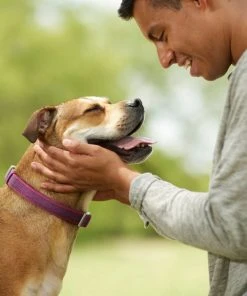 Frisco Outdoor Comfort Print Nylon Padded Collar, Large, Neck: 18 -26-in, Width: 1-in + Outdoor Ultra Reflective Rope Leash With Padded Handle, Boysenberry Purple, 6 - ft -PetNest Shop 319070 PT4. SY630 V1631148368