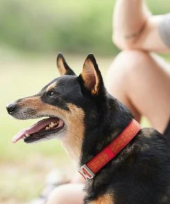 Frisco Outdoor Comfort Print Nylon Padded Collar, Large, Neck: 18 -26-in, Width: 1-in + Outdoor Ultra Reflective Rope Leash With Padded Handle, Sunset Orange, 6 - ft 15 Frisco Outdoor Comfort Print Nylon Padded Collar, Large, Neck: 18 -26-in, Width: 1-in + Outdoor Ultra Reflective Rope Leash With Padded Handle, Sunset Orange, 6 - ft -PetNest Shop 319074 PT4. SY630 V1631152583