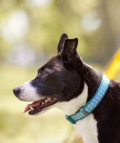 Frisco Outdoor Comfort Print Nylon Padded Collar, Medium - Neck: 14-20-in, Width: 3/4-in + Outdoor Ultra Reflective Rope Leash With Padded Handle, Bayou Teal, 6 - ft -PetNest Shop 319076 PT4. SY630 V1631148393