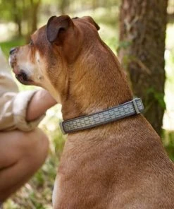 Frisco Outdoor Comfort Print Nylon Padded Collar, Medium - Neck: 14-20-in, Width: 3/4-in + Outdoor Ultra Reflective Rope Leash With Padded Handle, Stone Gray, 6 - ft -PetNest Shop 319080 PT4. SY630 V1631139979