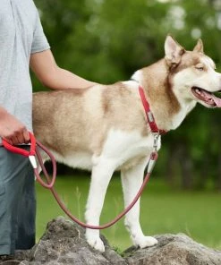 Frisco Outdoor Frisco Nylon Collar, Flamepoint Orange, Small-Neck: 10-14-in, Width: 5/8-in + Rope Leash With Padded Handle, Sunset Orange, 6-ft -PetNest Shop 319098 PT8. SY630 V1631154689