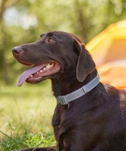 Frisco Outdoor Frisco Nylon Collar, Forest Green, Medium-Neck: 14-20-in, Width: 3/4-in + Rope Leash With Padded Handle, Stone Gray, 6-ft -PetNest Shop 319104 PT4. SY630 V1631161597