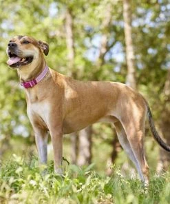 Frisco Outdoor Frisco Nylon Collar, Shadow Purple, Medium-Neck: 14-20-in, Width: 3/4-in + Rope Leash With Padded Handle, Boysenberry Purple, 6-ft -PetNest Shop 319112 PT4. SY630 V1631141209