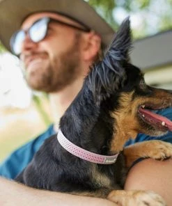 Frisco Outdoor Frisco Nylon Collar, Shadow Purple, Small-Neck: 10-14-in, Width: 5/8-in + Rope Leash With Padded Handle, Boysenberry Purple, 6-ft -PetNest Shop 319114 PT4. SY630 V1631156790