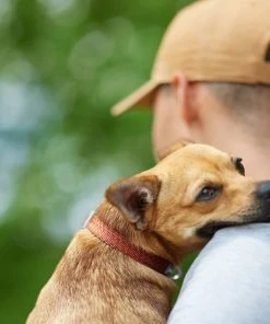 Frisco Outdoor Heathered Nylon Collar, Flamepoint Orange, Medium - Neck: 14-20-in, Width: 3/4-in + Dog Leash, Flamepoint Orange, Medium - Length: 6-ft, Width: 3/4-in 14 Frisco Outdoor Heathered Nylon Collar, Flamepoint Orange, Medium - Neck: 14-20-in, Width: 3/4-in + Dog Leash, Flamepoint Orange, Medium - Length: 6-ft, Width: 3/4-in -PetNest Shop 319120 PT4. SY630 V1631142689