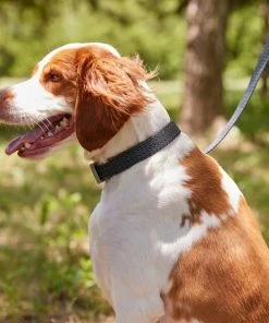 Frisco Outdoor Heathered Nylon Collar, Midnight Black, LG, Neck: 18 -26-in, Width: 1-in + Dog Leash, Midnight Black, LG - Length: 6-ft, Width: 1-in -PetNest Shop 319124 PT4. SY630 V1631153486