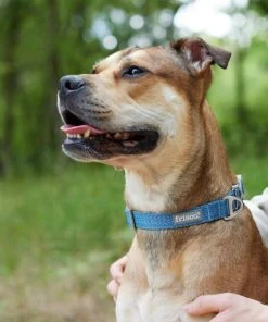 Frisco Outdoor Heathered Nylon Collar, River Blue, Medium - Neck: 14-20-in, Width: 3/4-in + Dog Leash, River Blue, Medium - Length: 6-ft, Width: 3/4-in -PetNest Shop 319136 PT4. SY630 V1631142090