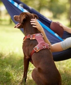 Frisco Outdoor Lightweight Ripstop Nylon Harness, Flamepoint Orange, Extra Large, Neck: 22 to 34-in, Girth: 32 to 44-in + Heathered Dog Leash, Flamepoint Orange, Large - Length: 6-ft, Width: 1-in -PetNest Shop 319148 PT4. SY630 V1631156493