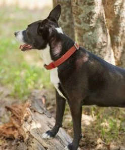 Frisco Outdoor Lightweight Ripstop Nylon Harness, Flamepoint Orange, Large, Neck: 18 to 28-in, Girth 24 to 34-in + Heathered Nylon Collar, Flamepoint Orange, Large, Neck: 18 -26-in, Width: 1-in -PetNest Shop 319154 PT8. SY630 V1631140888