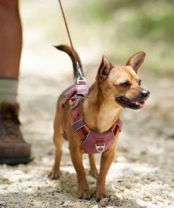 Frisco Outdoor Lightweight Ripstop Nylon Harness, Flamepoint Orange, Small, Neck: 13 to 19-in, Girth: 16 to 22-in + Heathered Dog Leash, Flamepoint Orange, Small - Length: 6-ft, Width: 5/8-in -PetNest Shop 319160 PT5. SY630 V1631150177