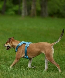 Frisco Outdoor Lightweight Ripstop Nylon Harness, River Blue, Extra Large, Neck: 22 to 34-in, Girth: 32 to 44-in + Heathered Dog Leash, River Blue, Large - Length: 6-ft, Width: 1-in -PetNest Shop 319164 PT5. SY630 V1631151981