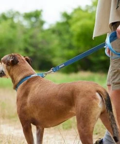 Frisco Outdoor Lightweight Ripstop Nylon Harness, River Blue, Extra Large, Neck: 22 to 34-in, Girth: 32 to 44-in + Heathered Dog Leash, River Blue, Large - Length: 6-ft, Width: 1-in -PetNest Shop 319164 PT8. SY630 V1631154375