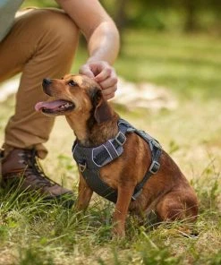 Frisco Outdoor Lightweight Ripstop Nylon Harness, Storm Gray, Small, Neck: 13 to 19-in, Girth: 16 to 22-in + Heathered Dog Leash, Midnight Black, SM - Length: 6-ft, Width: 5/8-in -PetNest Shop 319208 PT5. SY630 V1631157397