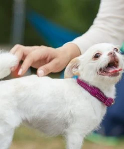 Frisco Outdoor Nylon Reflective Comfort Padded Collar, Boysenberry Purple, Extra Small, Neck: 8-12-in, Width: 5/8th -in + Dog Leash, Boysenberry Purple, Small - Length: 6-ft, Width: 5/8-in -PetNest Shop 319220 PT4. SY630 V1631152272