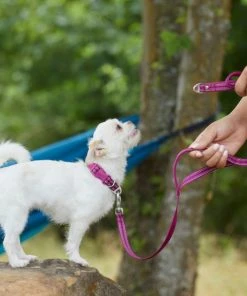 Frisco Outdoor Nylon Reflective Comfort Padded Collar, Boysenberry Purple, Extra Small, Neck: 8-12-in, Width: 5/8th -in + Dog Leash, Boysenberry Purple, Small - Length: 6-ft, Width: 5/8-in -PetNest Shop 319220 PT8. SY630 V1631155270