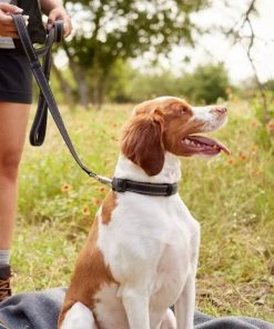 Frisco Outdoor Nylon Reflective Comfort Padded Collar, Midnight Black, SM - Neck: 10-14-in, Width: 5/8-in + Dog Leash, Midnight Black, SM - Length: 6-ft, Width: 5/8-in -PetNest Shop 319232 PT8. SY630 V1631144806