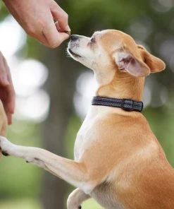 Frisco Outdoor Nylon Reflective Comfort Padded Collar, Midnight Black, XS, Neck: 8-12-in, Width: 5/8th -in + Dog Leash, Midnight Black, SM - Length: 6-ft, Width: 5/8-in -PetNest Shop 319234 PT4. SY630 V1631145682