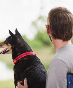 Frisco Outdoor Nylon Reflective Comfort Padded Collar, Sunset Orange, Medium - Neck: 14-20-in, Width: 3/4-in + Dog Leash, Sunset Orange, Medium - Length: 6-ft, Width: 3/4-in -PetNest Shop 319240 PT4. SY630 V1631145979