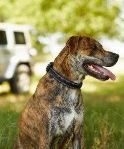 Frisco Outdoor Premium Ripstop Nylon Harness with Pocket, Midnight Black, XL - Girth: 32-44-in + Reflective Comfort Padded Dog Collar, Midnight Black, LG, Neck: 18 -26-in, Width: 1-in -PetNest Shop 319304 PT8. SY630 V1631147478