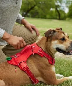 Frisco Outdoor Premium Ripstop Nylon Harness with Pocket, Sunset Orange, Large, Neck: 18 to 28-in, Girth 24 to 34-in + Reflective Comfort Padded Dog Leash, Sunset Orange, Large - Length: 6-ft, Width: 1-in -PetNest Shop 319316 PT4. SY630 V1631158579