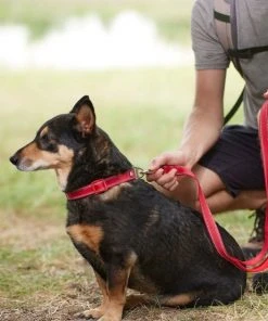 Frisco Outdoor Premium Ripstop Nylon Harness with Pocket, Sunset Orange, Large, Neck: 18 to 28-in, Girth 24 to 34-in + Reflective Comfort Padded Dog Leash, Sunset Orange, Large - Length: 6-ft, Width: 1-in -PetNest Shop 319316 PT8. SY630 V1631161324