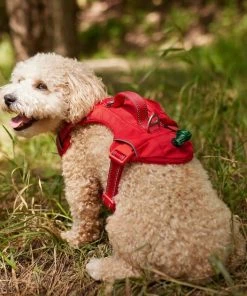Frisco Outdoor Premium Ripstop Nylon Harness with Pocket, Sunset Orange, Medium, Neck: 15 to 23-in, Girth, 20 to 28-in + Reflective Comfort Padded Dog Leash, Sunset Orange, Medium - Length: 6-ft, Width: 3/4-in -PetNest Shop 319322 PT4. SY630 V1631141202