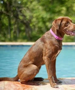 Frisco Outdoor Solid Textured Waterproof Stink Proof PVC Collar, Boysenberry Purple, Large, Neck: 18 ½ 26-in, Width: 1-in + Dog Leash, Boysenberry Purple, Large - Length: 6-ft, Width: 1-in -PetNest Shop 319334 PT4. SY630 V1631142081