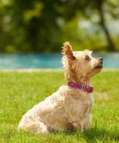 Frisco Outdoor Solid Textured Waterproof Stink Proof PVC Collar, Boysenberry Purple, Small - Neck: 10½14-in, Width: 5/8-in + Dog Leash, Boysenberry Purple, Small - Length: 6-ft, Width: 5/8-in -PetNest Shop 319338 PT4. SY630 V1631157372